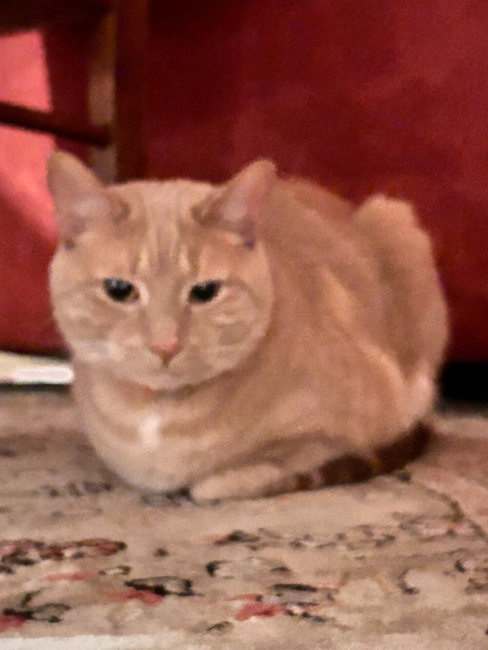 My cat